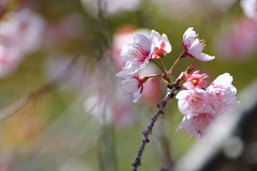 桜