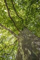 old tree - plane tree