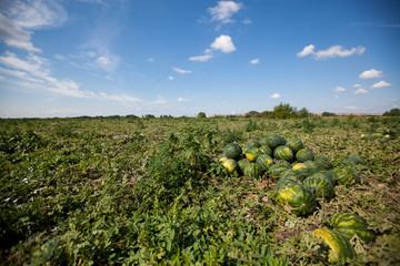 Watermelon growing