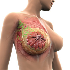 Female Breast Anatomy - obrazy, fototapety, plakaty