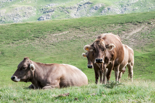 Cattle in a meadow of Pyrenees, Huesca, Spain