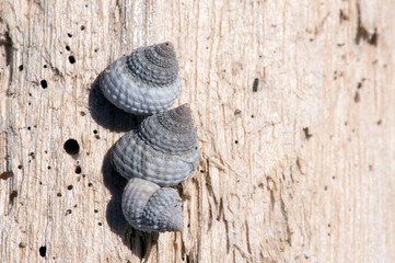 Beaded Periwinkle Shells