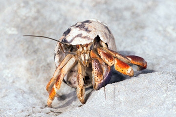 Hermit Crab