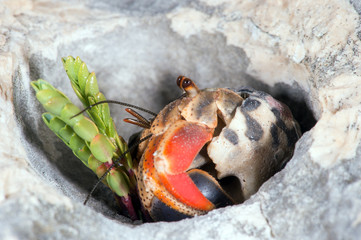 Hermit Crab