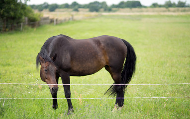 schwarzes Pferd auf einer Koppel