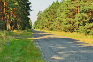 Obraz premium Лесная дорога