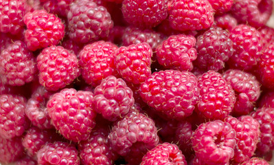 The texture - red, fresh berry raspberry is picked