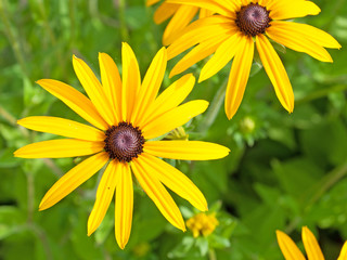Gelber Sonnenhut - Rudbeckia fulgida