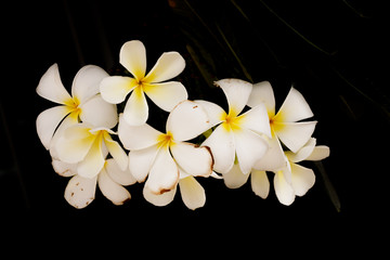 Tropical plumeria