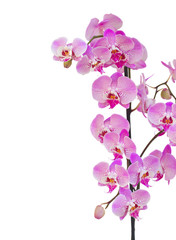 pink  orchid branch border