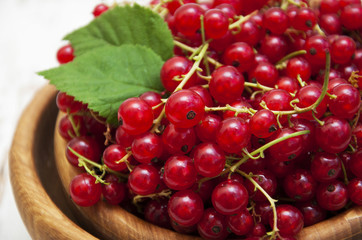 Redcurrant