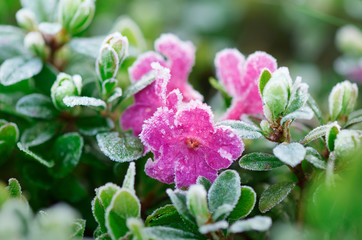 Flowers in hoarfrost