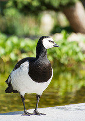 Barnacle Goose