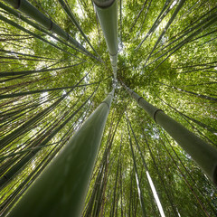 forêt de bambous - fond de bambou frais