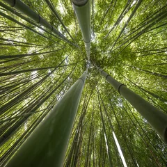 Afwasbaar Fotobehang Bamboe bamboebos - verse bamboeachtergrond