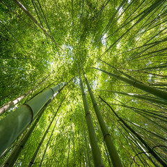 Naklejki  bamboo forest - fresh bamboo background