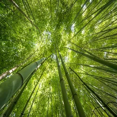 Papier Peint photo Bambou forêt de bambous - fond de bambou frais