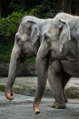 Fototapeta premium Closeup of two Asian/Asiatic elephants in a zoo