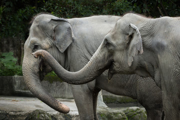 Closeup of two Asian/Asiatic elephants in a zoo
