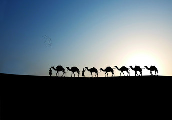 Fototapeta na wymiar camels in the morning.