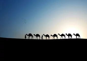 Papier Peint photo autocollant Chameau chameaux le matin.