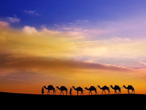camels in the sunset background.