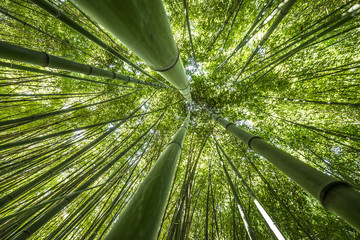 Bambuswald - frischer Bambushintergrund