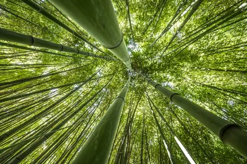 Foto auf Acrylglas Blumen und Pflanzen Bambuswald - frischer Bambushintergrund