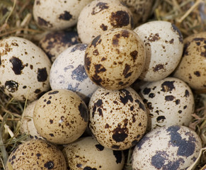Quail eggs
