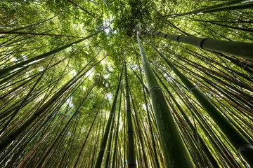 Photo sur Plexiglas Bambou forêt de bambous - fond de bambou frais