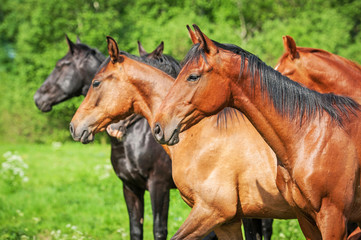 Group of young horses on the pasture