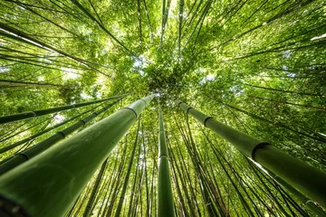 Crédence en verre imprimé Bambou forêt de bambous - fond de bambou frais