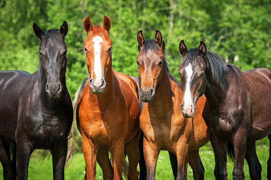 Group of young horses on the pasture
