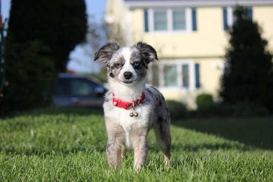 Toy Australian Shepherd Dog in Grass