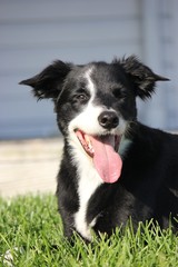 Happy Border Collie Dog in Grass