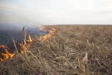 Fire on crops field