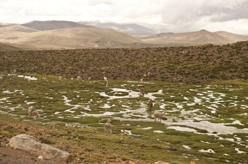 A pack of llamas and alpacas in the field on a cloudy day.