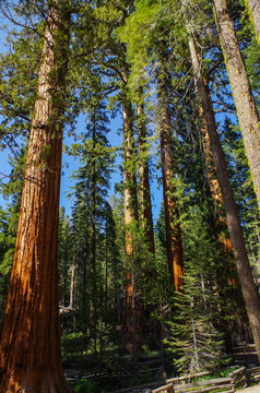 Yosemite National Park - Forest of Giants Sequoia