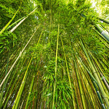 bamboo forest - fresh bamboo background