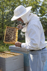 Beekeeper checking bee colony