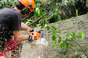 holzfäller bei der arbeit