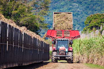 Tractor loading sugar cane onto train bin