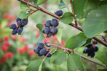 Ripe berries wild shadberry on a branch