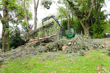 aufräumarbeiten im wald