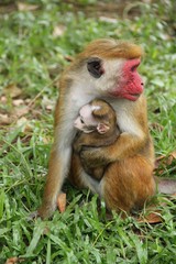 Affenmutter mit Jungtier