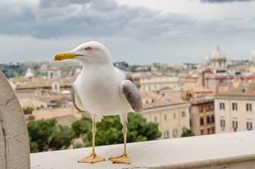 seagull in the city, gray sky