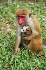 Affenmutter mit Jungtier