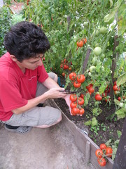 Man picking tomatoes