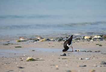 Austernfischer auf Helgoland