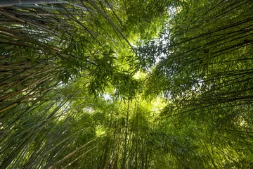 Cercles muraux Bambou forêt de bambous - fond de bambou frais